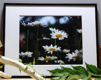 Daisies Photograph, Nature Photography, Wall Art, Bedroom Decor, Living Room Decor, Peaceful Wall Art, Photography Prints
