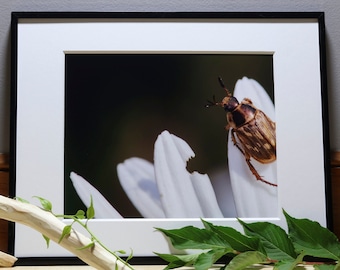 Japanese Beetle Photograph, Nature Photography, Wall Art, Bedroom Decor, Living Room Decor, Peaceful Wall Art, Photography Prints