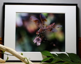 Dragonfly Photograph, Nature Photography, Wall Art, Bedroom Decor, Living Room Decor, Peaceful Wall Art, Photography Prints