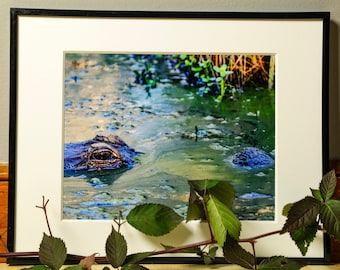 Alligator Photograph, Nature Photography, Wall Art, Bedroom Decor, Living Room Decor, Peaceful Wall Art, Photography Prints