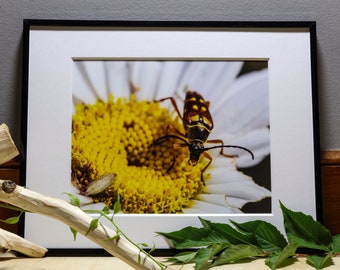 Longhorn Beetle Photograph, Nature Photography, Wall Art, Bedroom Decor, Living Room Decor, Peaceful Wall Art, Photography Prints