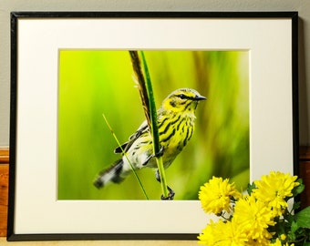 Small Bird Photograph, Nature Photography, Wall Art, Bedroom Decor, Living Room Decor, Peaceful Wall Art, Photography Prints