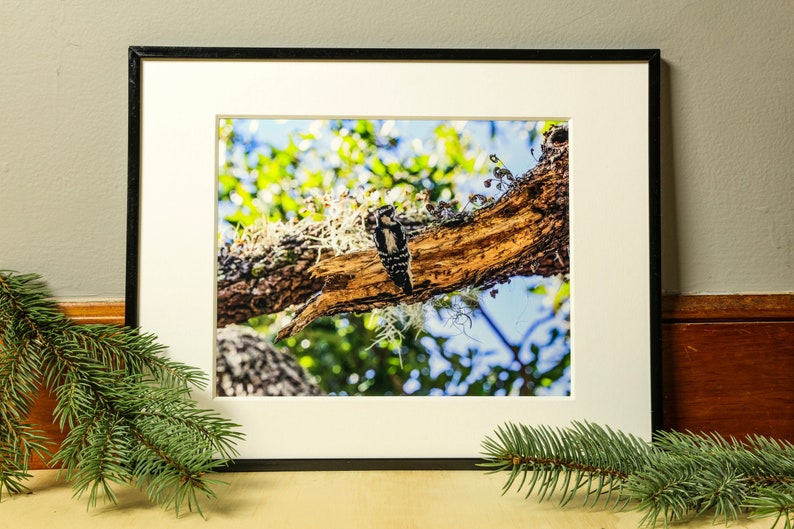 Woodpecker Photograph, Nature Photography, Wall Art, Bedroom Decor, Living Room Decor, Peaceful Wall Art, Photography Prints image 1