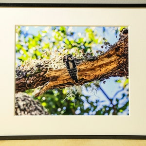 Woodpecker Photograph, Nature Photography, Wall Art, Bedroom Decor, Living Room Decor, Peaceful Wall Art, Photography Prints image 2