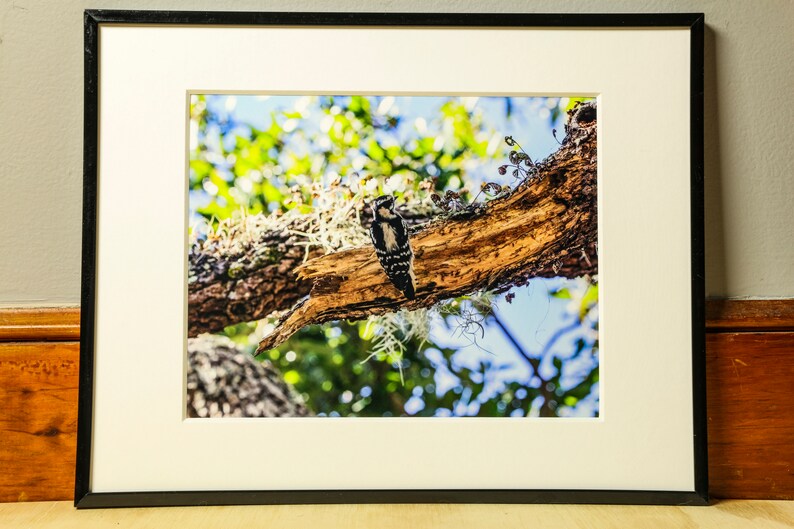 Woodpecker Photograph, Nature Photography, Wall Art, Bedroom Decor, Living Room Decor, Peaceful Wall Art, Photography Prints image 2