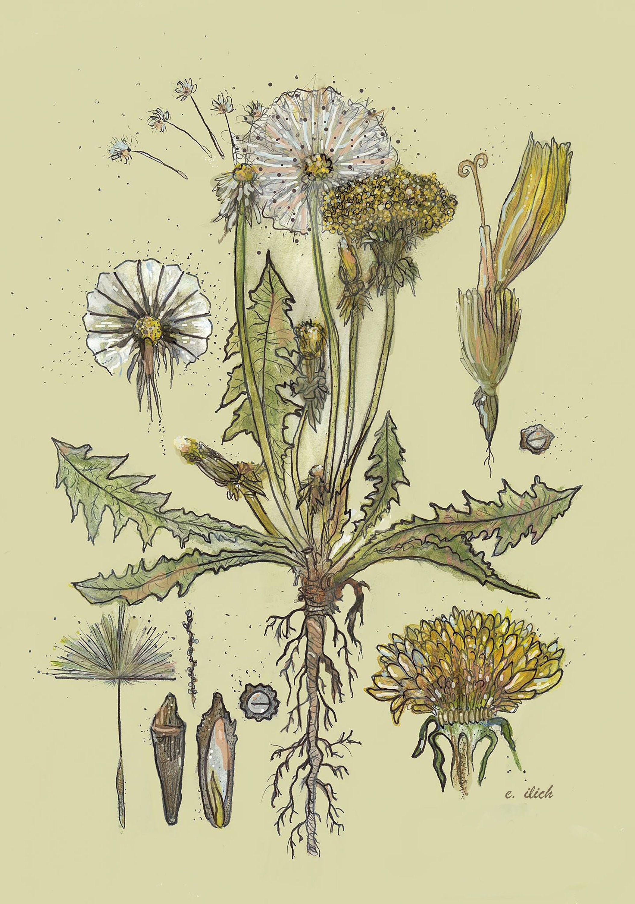 Dandelion Botanical Illustration Watercolor Print On Cold Etsy