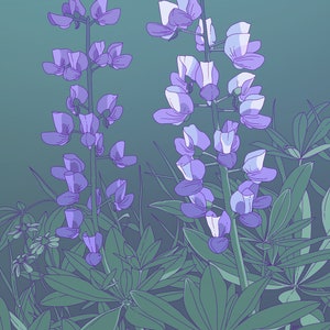 Lupine Print