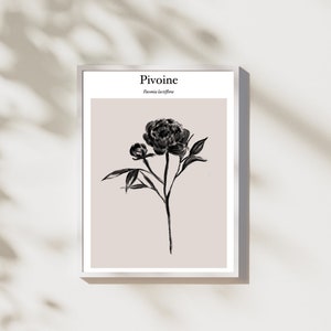 Illustrazione del fiore di peonia - Stampa su carta ruvida A4