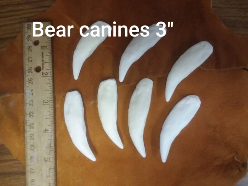 BEAR Canine teeth reproductions | Etsy