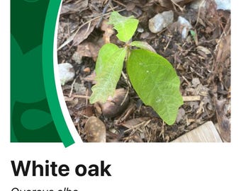 5 Rooted WHITE OAK SEEDLINGS