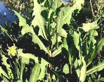 Wild Lettuce Live Plant, Latuca Serriola, Prickly Lettuce