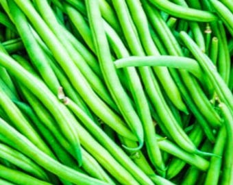 15 French Filet Green Bean Petite (Haricot Verts)