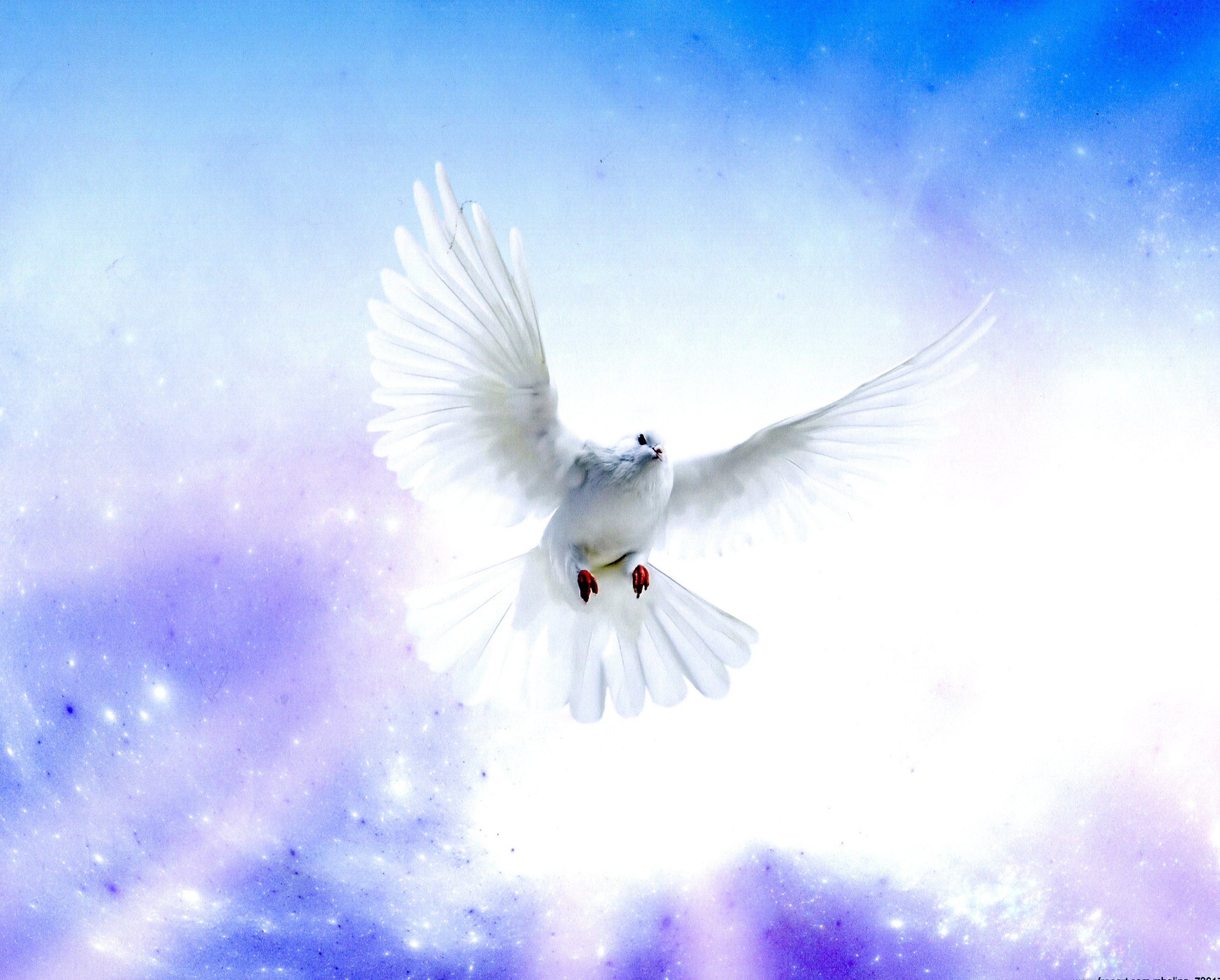 The Holy Spirit Dove