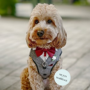 Dog tuxedo harness suit vest for dogs in weddings, birthdays or formals.  Custom and choice of suit and tie colours