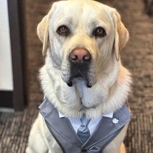 Dog tweed top wedding outfit