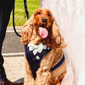 Puede incluir: Un perro spaniel de color marr&oacute;n dorado que lleva un chaleco estilo esmoquin azul marino oscuro con cuello de camisa blanco y una pajarita de color verde salvia claro. El perro tiene orejas largas y onduladas, nariz oscura y lengua afuera.