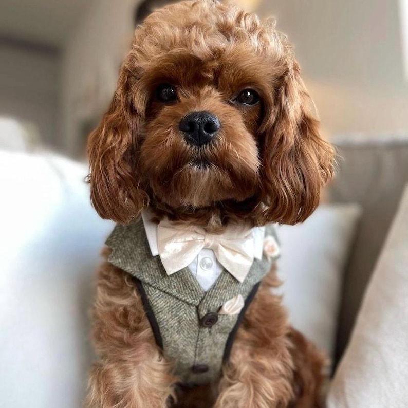 Puede incluir: Un perro peque&ntilde;o de pelo rizado marr&oacute;n que lleva un chaleco de tweed verde sobre una camisa blanca de cuello con una pajarita de color crema. El chaleco presenta botones oscuros y un peque&ntilde;o detalle de pa&ntilde;uelo, creando un aspecto formal.