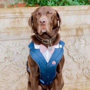 Puede incluir: Un Labrador retriever de color chocolate lleva un chaleco azul oscuro sobre una camisa blanca de cuello, una pajarita rosa claro y un collar negro con una placa de metal plateado. El perro tiene un pelaje marr&oacute;n s&oacute;lido y mira al frente.