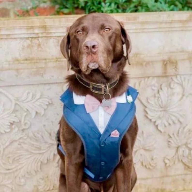 Puede incluir: Un Labrador retriever de color chocolate lleva un chaleco azul oscuro sobre una camisa blanca de cuello, una pajarita rosa claro y un collar negro con una placa de metal plateado. El perro tiene un pelaje marr&oacute;n s&oacute;lido y mira al frente.