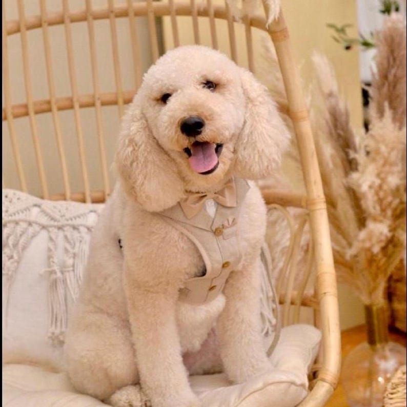 Puede incluir: Un perro Goldendoodle de color crema con pelaje rizado que lleva un chaleco beige claro con una pajarita a juego y botones peque&ntilde;os. El perro tiene una expresi&oacute;n alegre con la boca abierta y la lengua visible, sentado en una silla clara.