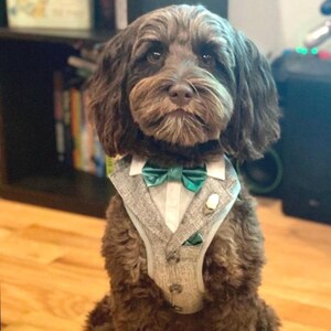 Puede incluir: Un perro de pelaje rizado color marr&oacute;n oscuro que lleva un chaleco gris con cuello de camisa blanco, una pajarita de color verde azulado brillante y un pa&ntilde;uelo de bolsillo a juego. El chaleco tiene tres botones y un peque&ntilde;o broche blanco.