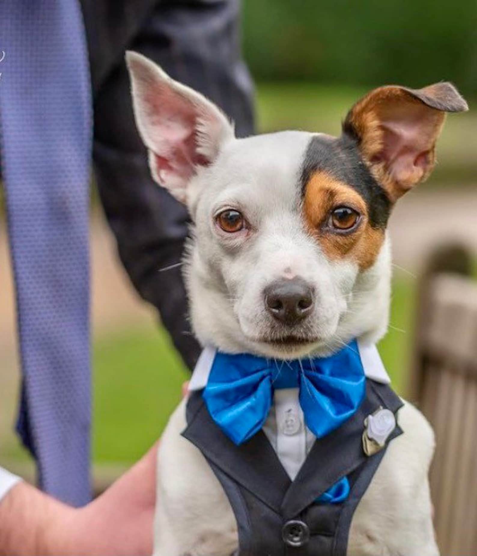 Dog tuxedo suit harness. Weddings/Birthdays. Made to Measure Etsy
