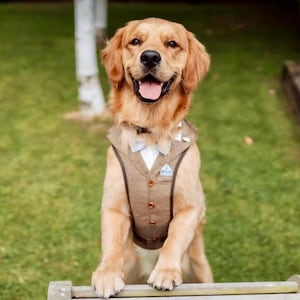 Made-to-Measure Dog Wedding Tuxedo Harness: Custom Color Suit Vest