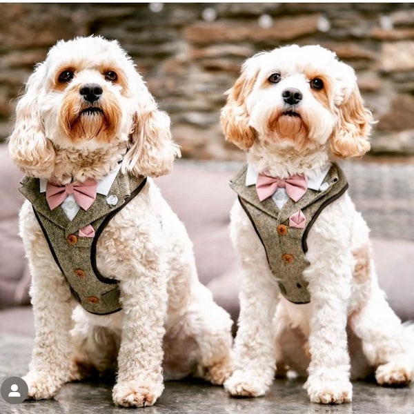 Tweed Dog Suit Harness, Made-to-Measure Wedding Outfit