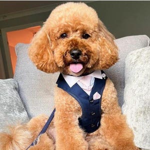 Custom Dog Tuxedo Harness, Wedding Ring Bearer Outfit