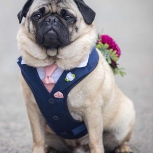 Puede incluir: Un pug de color beige que lleva un chaleco azul marino con cuello blanco, una corbata rosa claro y un pa&ntilde;uelo de bolsillo a juego. Un peque&ntilde;o broche de flor azul claro est&aacute; sujeto al chaleco y un ramo de flores rosa oscuro se ve en la espalda.