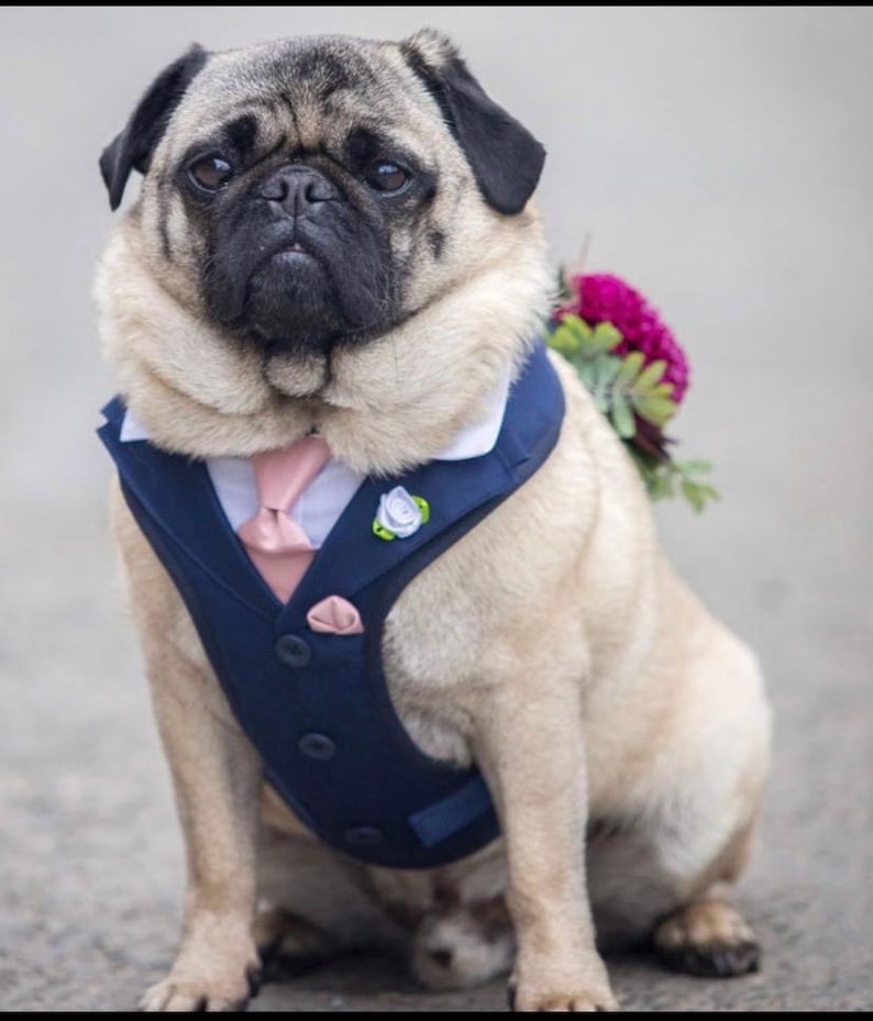 Puede incluir: Un pug de color beige que lleva un chaleco azul marino con cuello blanco, una corbata rosa claro y un pa&ntilde;uelo de bolsillo a juego. Un peque&ntilde;o broche de flor azul claro est&aacute; sujeto al chaleco y un ramo de flores rosa oscuro se ve en la espalda.