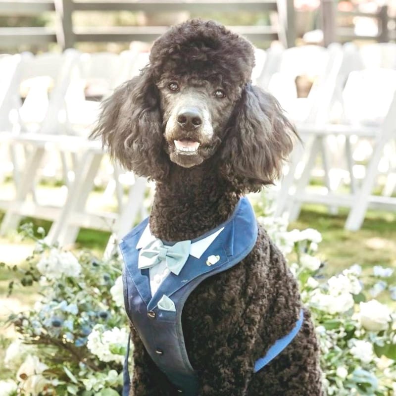 THICK DOG - Light Sage Tuxedo Jacket