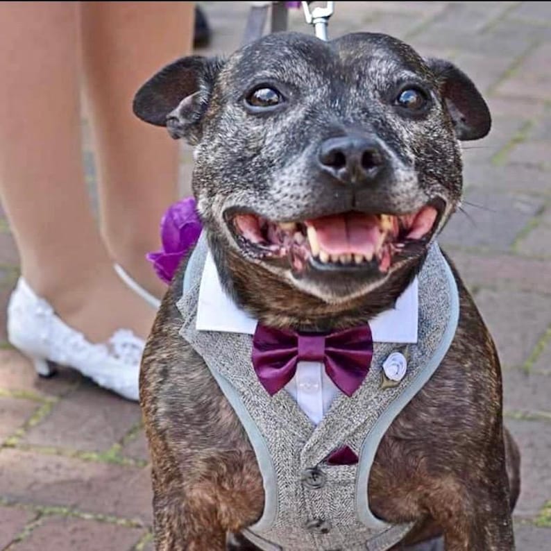 Puede incluir: Un perro atigrado que lleva un arn&eacute;s tipo chaleco de tweed gris sobre una camisa blanca de cuello con una pajarita de sat&eacute;n morado oscuro. El perro tiene una expresi&oacute;n feliz con la boca abierta, mostrando los dientes y una peque&ntilde;a flor morada.