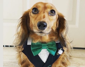 Harnais smoking pour chien, costume de mariage et tenue de porteur d'alliances sur mesure