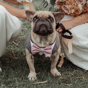 Puede incluir: Un bulldog franc&eacute;s de color leonado de pie sobre la hierba, con un chaleco gris oscuro, cuello blanco y una pajarita rosa empolvado. El perro tiene el hocico negro, orejas grandes y erguidas, y mira directamente al frente con atenci&oacute;n.