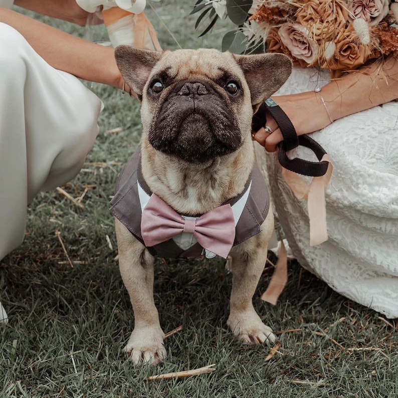 Puede incluir: Un bulldog franc&eacute;s de color leonado de pie sobre la hierba, con un chaleco gris oscuro, cuello blanco y una pajarita rosa empolvado. El perro tiene el hocico negro, orejas grandes y erguidas, y mira directamente al frente con atenci&oacute;n.