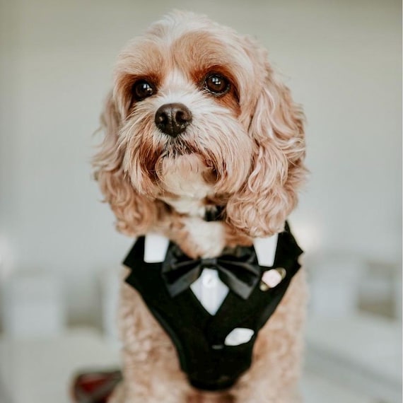 Custom Dog Wedding Tuxedo Harness: Ring Bearer Outfit Azazie bridal colours