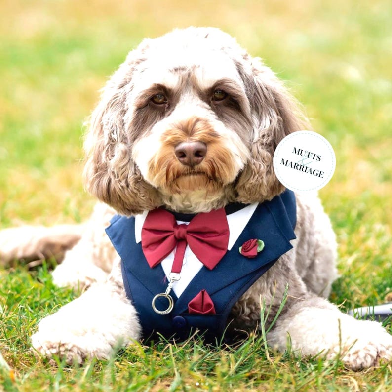 Puede incluir: Un perro marr&oacute;n y blanco que lleva un arn&eacute;s estilo esmoquin azul marino con cuello de camisa blanco, pajarita roja oscura, pa&ntilde;uelo de bolsillo rojo a juego y un peque&ntilde;o broche de rosa roja. Un logotipo circular dice MUFTS & MARRIAGE.