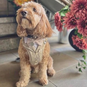 Tailored Dog Harness collar leash for Weddings - Choice of colours to match theme