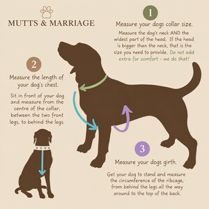 Puede incluir: Una infograf&iacute;a instructiva titulada MUTTS & MARRIAGE con siluetas marrones de un perro. Proporciona tres pasos numerados para medir el tama&ntilde;o del collar, la longitud del pecho y la circunferencia usando flechas verdes, azules y moradas.