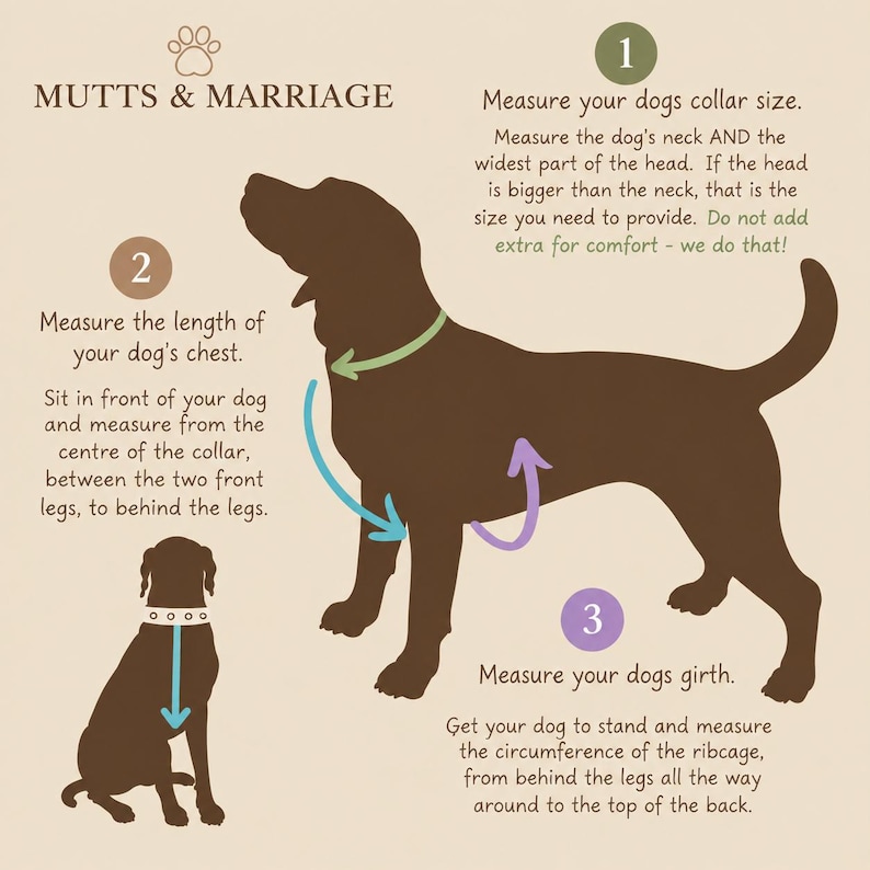 Puede incluir: Una infograf&iacute;a instructiva titulada MUTTS & MARRIAGE con siluetas marrones de un perro. Proporciona tres pasos numerados para medir el tama&ntilde;o del collar, la longitud del pecho y la circunferencia usando flechas verdes, azules y moradas.