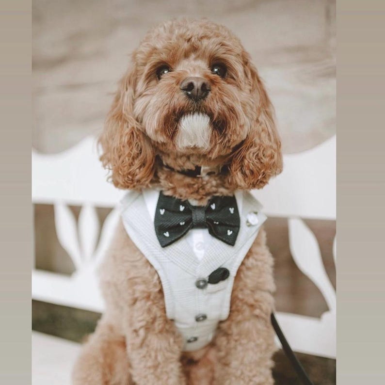 Puede incluir: Un arn&eacute;s para perro de color claro con cuello de camisa blanco, pajarita negra con peque&ntilde;os corazones blancos y dise&ntilde;o frontal abotonado. El arn&eacute;s lo lleva un perro de pelo rizado color marr&oacute;n claro, ojos oscuros y una mancha blanca en la barbilla.