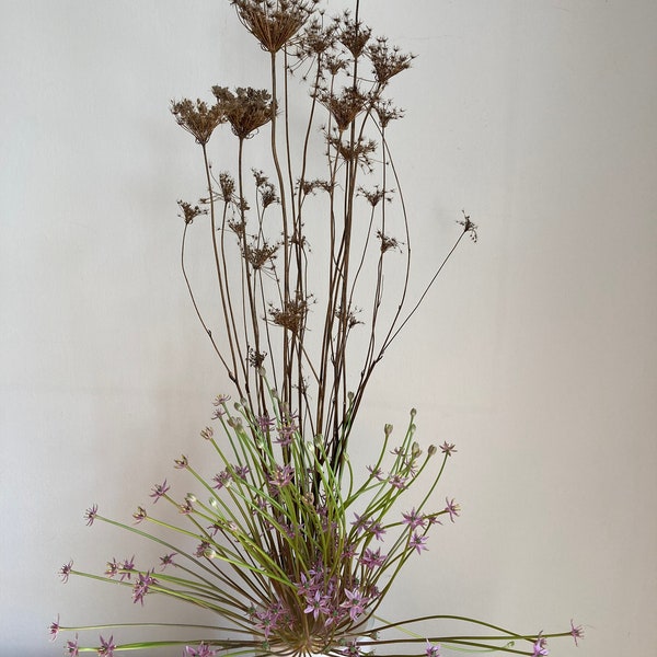 Trockenblumen - Wilde Möhre - Dried Flowers