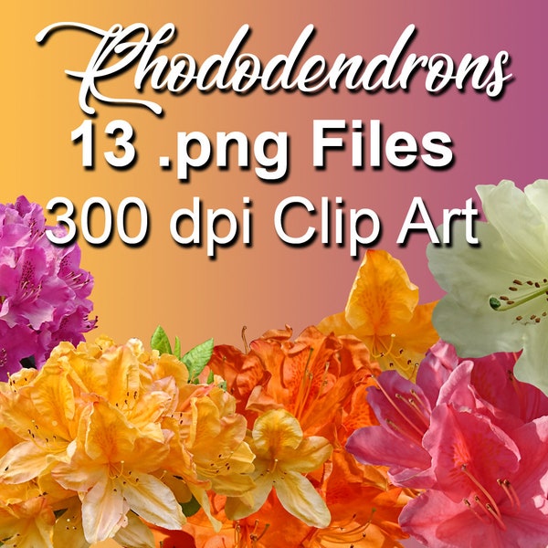 Rhododendron flower clip art, photographic cut outs, real flower, floral digital download, 300 dpi png image files instant download