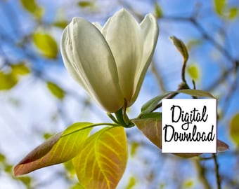 White magnolia blossom photo digital download