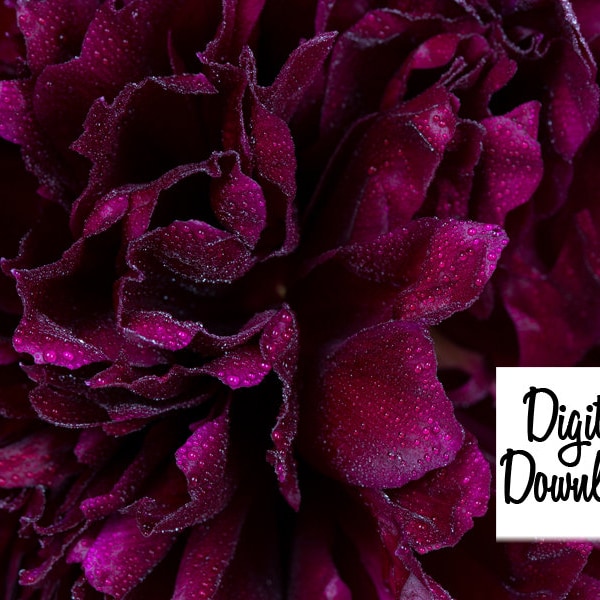 Peony Macro photography digital download, wine red peony photo