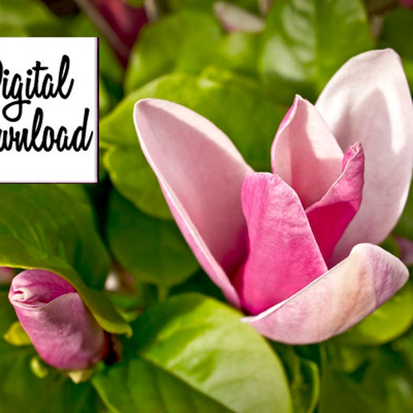 Magnolia flower photo digital download