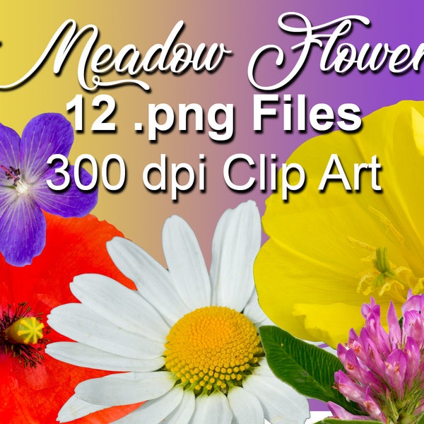 Floral clip art, meadow wild flowers, 12 clip art files, photographic, real flowers, 5x5 in 300 dpi digital download stock cut out