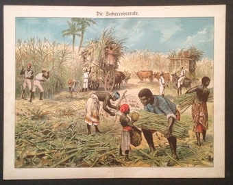 Sugar cane 1895 Litho-picture