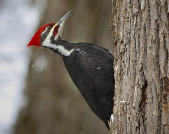 Pileated Woodpecker Photo Print: Matted Bird Photography Wall Art